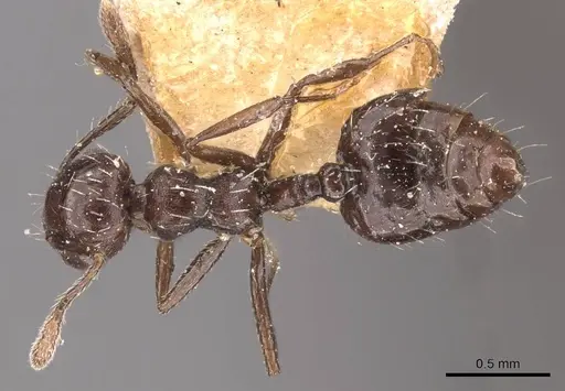 Crematogaster montezumia specimen CASENT0908421 image casent0908421_1