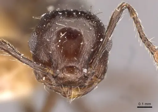 Crematogaster montezumia specimen CASENT0908421 image casent0908421_2
