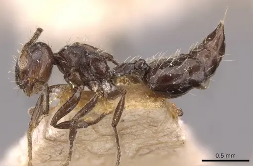 Crematogaster montezumia specimen CASENT0908421 image casent0908421_3