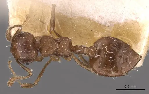 Crematogaster montezumia specimen CASENT0908422 image casent0908422_1