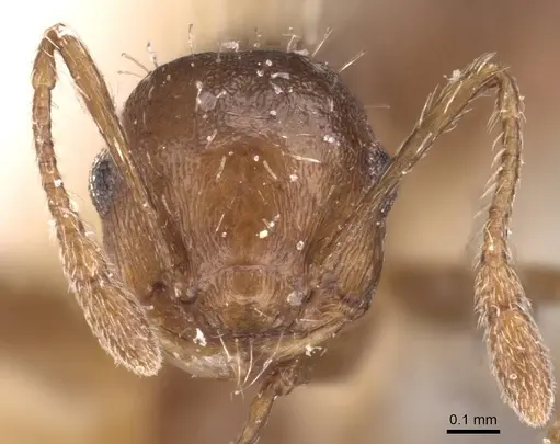Crematogaster montezumia specimen CASENT0908422 image casent0908422_2