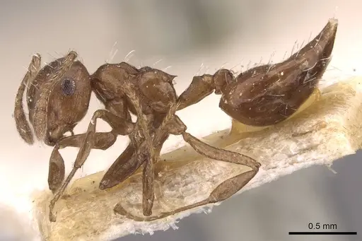 Crematogaster montezumia specimen CASENT0908422 image casent0908422_3