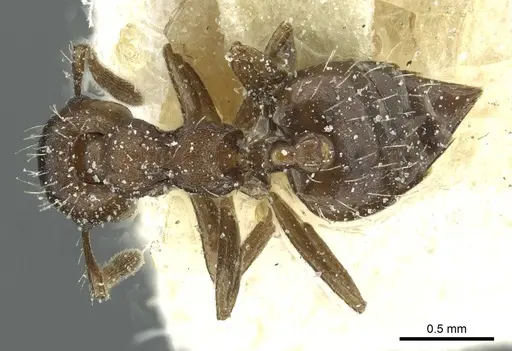 Crematogaster montezumia specimen CASENT0912744 image casent0912744_1