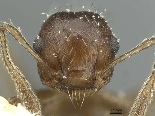 Crematogaster montezumia specimen CASENT0912744 image casent0912744_2