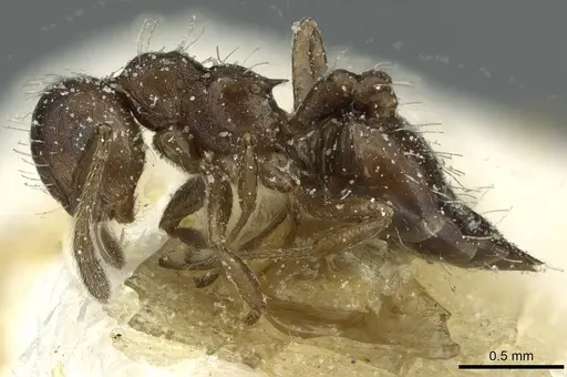 Crematogaster montezumia specimen CASENT0912744 image casent0912744_3