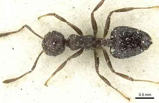 Crematogaster montezumia specimen CASENT0912745 image casent0912745_1