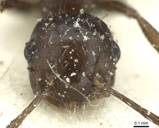 Crematogaster montezumia specimen CASENT0912745 image casent0912745_2