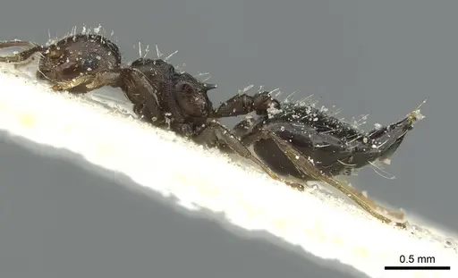 Crematogaster montezumia specimen CASENT0912745 image casent0912745_3