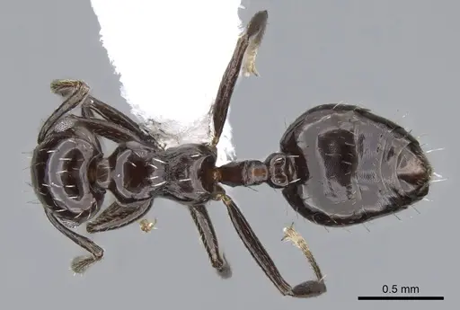 Crematogaster montezumia specimen CASENT0914574 image casent0914574_1