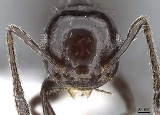 Crematogaster montezumia specimen CASENT0914574 image casent0914574_2