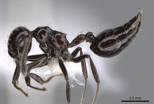 Crematogaster montezumia specimen CASENT0914574 image casent0914574_3