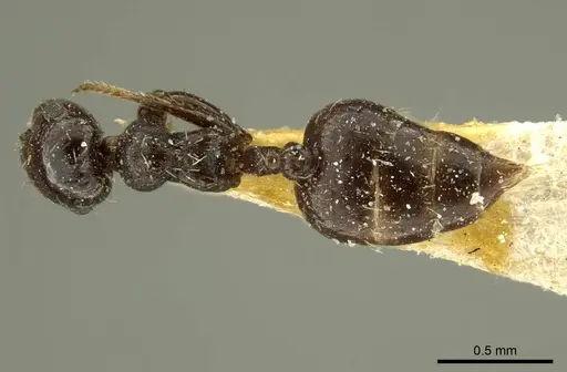 Crematogaster montezumia specimen CASENT0919706 image casent0919706_1