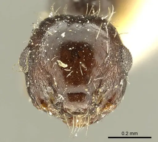Crematogaster montezumia specimen CASENT0919706 image casent0919706_2