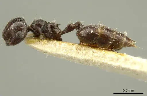 Crematogaster montezumia specimen CASENT0919706 image casent0919706_3