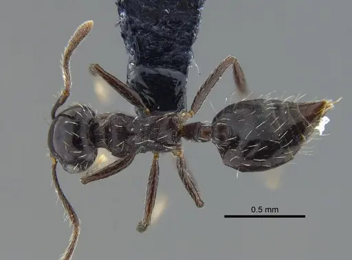 Crematogaster montezumia specimen CBUMAGENT41954 image cbumagent41954_1