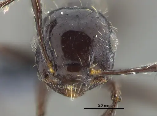Crematogaster montezumia specimen CBUMAGENT41954 image cbumagent41954_2