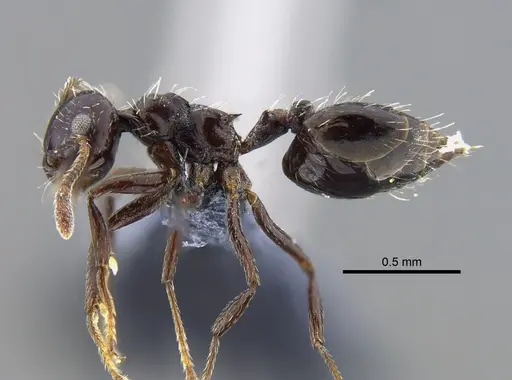Crematogaster montezumia specimen CBUMAGENT41954 image cbumagent41954_3