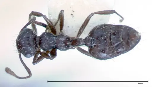 Crematogaster montezumia specimen FOCOL0074-1 image focol0074-1_1