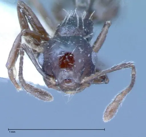 Crematogaster montezumia specimen FOCOL0074-1 image focol0074-1_2