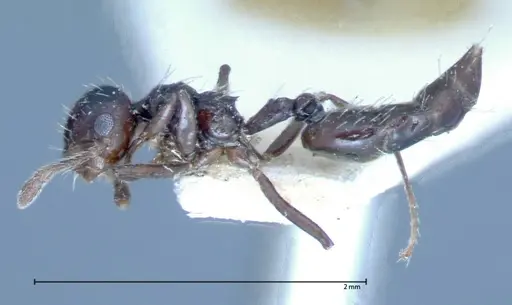 Crematogaster montezumia specimen FOCOL0074-1 image focol0074-1_3