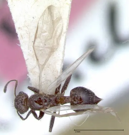 Crematogaster montezumia specimen FOCOL0074-2 image focol0074-2_1