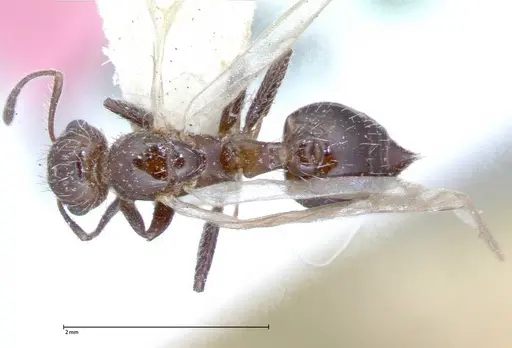 Crematogaster montezumia specimen FOCOL0074-2 image focol0074-2_2