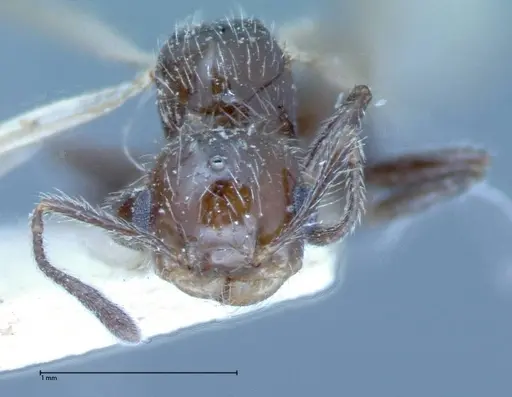 Crematogaster montezumia specimen FOCOL0074-2 image focol0074-2_3