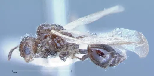 Crematogaster montezumia specimen FOCOL0074-2 image focol0074-2_4