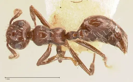 Crematogaster montezumia specimen FOCOL0696-1 image focol0696-1_1