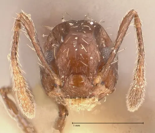 Crematogaster montezumia specimen FOCOL0696-1 image focol0696-1_2