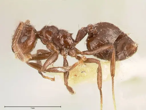 Crematogaster montezumia specimen FOCOL0696-1 image focol0696-1_3