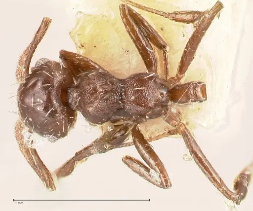 Crematogaster montezumia specimen FOCOL0696-2 image focol0696-2_1