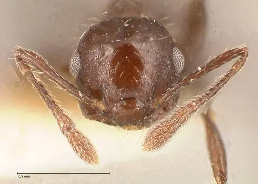 Crematogaster montezumia specimen FOCOL0696-2 image focol0696-2_2