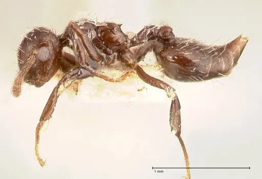 Crematogaster montezumia specimen FOCOL0696-2 image focol0696-2_3