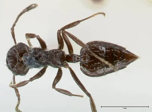 Crematogaster montezumia specimen FOCOL1619-1 image focol1619-1_1