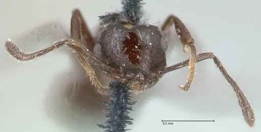 Crematogaster montezumia specimen FOCOL1619-1 image focol1619-1_2