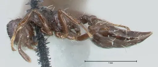 Crematogaster montezumia specimen FOCOL1619-1 image focol1619-1_3