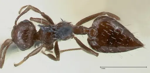 Crematogaster montezumia specimen FOCOL1619-2 image focol1619-2_1