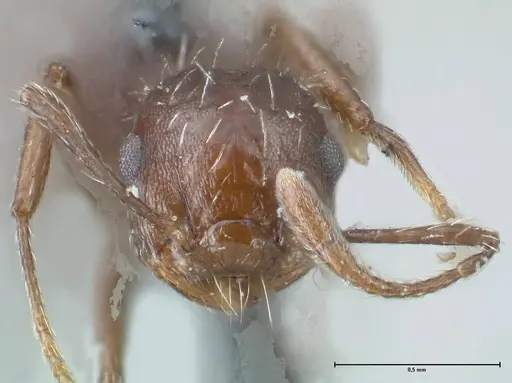 Crematogaster montezumia specimen FOCOL1619-2 image focol1619-2_2