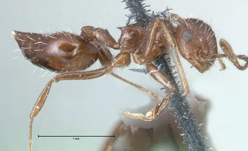 Crematogaster montezumia specimen FOCOL1619-2 image focol1619-2_3