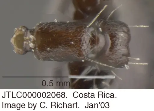 Crematogaster montezumia specimen JTLC000002068 image jtlc000002068_1