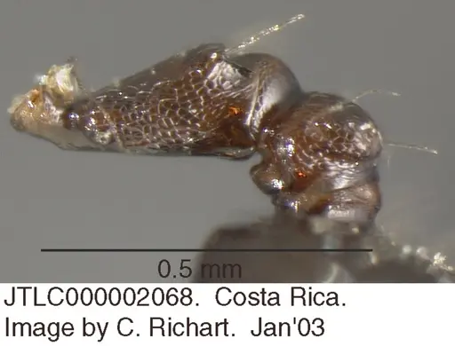 Crematogaster montezumia specimen JTLC000002068 image jtlc000002068_2