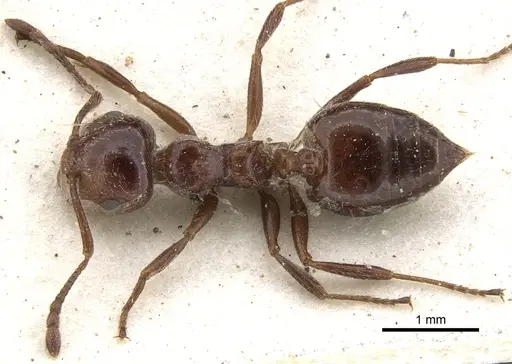 Crematogaster monticola specimen CASENT0902088 image casent0902088_1
