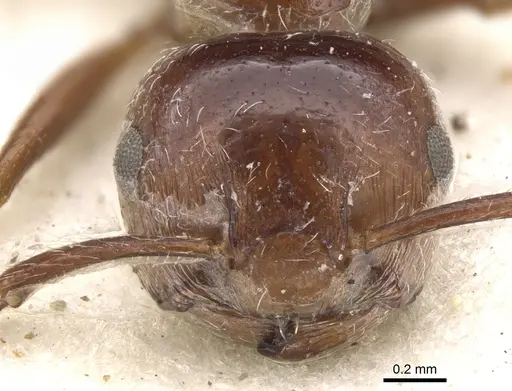 Crematogaster monticola specimen CASENT0902088 image casent0902088_2