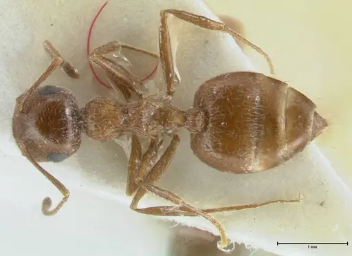 Crematogaster moqorensis specimen FOCOL1797-1 image focol1797-1_1