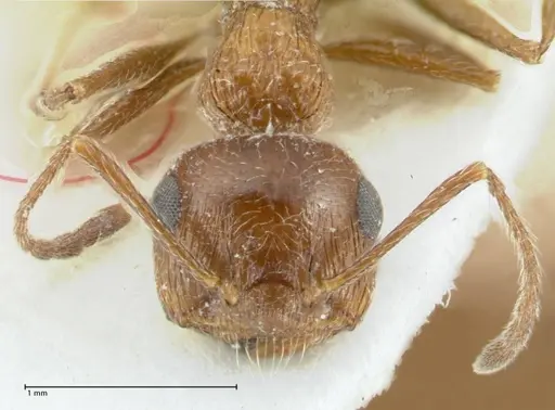 Crematogaster moqorensis specimen FOCOL1797-1 image focol1797-1_2