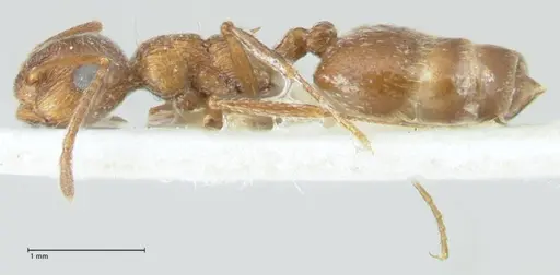 Crematogaster moqorensis specimen FOCOL1797-1 image focol1797-1_3