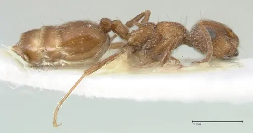 Crematogaster moqorensis specimen FOCOL1797-1 image focol1797-1_4