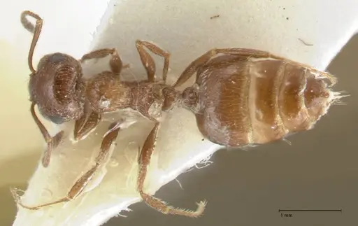 Crematogaster moqorensis specimen FOCOL1797-2 image focol1797-2_1