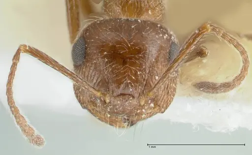 Crematogaster moqorensis specimen FOCOL1797-2 image focol1797-2_2